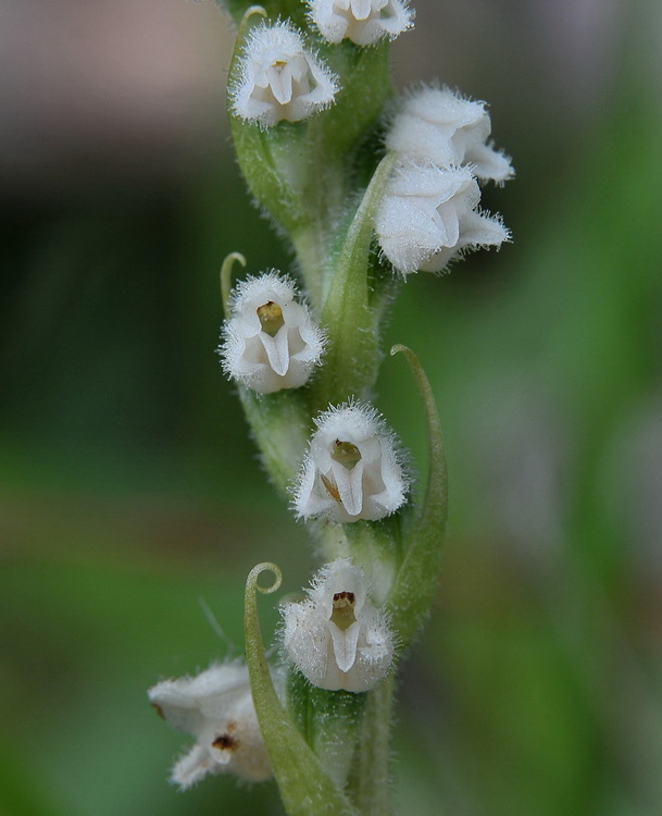 Goodyera repens